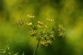 Dill flowers