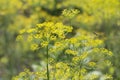 Dill flowers in nature. macro