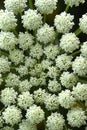 Dill flowers. Rosette of a dill flower. Small white dill flowers. Anethum graveolens Royalty Free Stock Photo