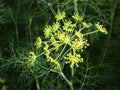 Dill flowers. yellow inflorescences of spicy grass on a natural green background. Royalty Free Stock Photo