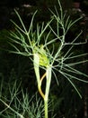 Dill flowers. yellow inflorescences of spicy grass on a natural green background. Royalty Free Stock Photo