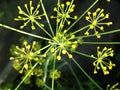 Dill flowers. yellow inflorescences of spicy grass on a natural green background. Royalty Free Stock Photo