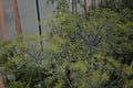 Dill is fragrant and fragrant green fragrant umbrella in the garden Royalty Free Stock Photo