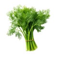 Dill fresh bunch isolated on white trnsparent Royalty Free Stock Photo