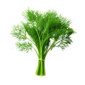 Dill fresh bunch isolated on white trnsparent