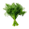Dill fresh bunch isolated on white trnsparent Royalty Free Stock Photo
