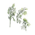 Dill fresh green branches. Vector color vintage hatching illustration isolated on white