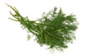 Dill Royalty Free Stock Photo