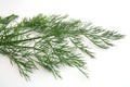 Dill frond Royalty Free Stock Photo