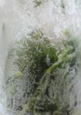 Dill frozen Royalty Free Stock Photo