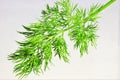 Dill garden - herbaceous plant, seasoning for food. Dill is a popular aromatic spice, pleasant taste, used fresh, dried in salty Royalty Free Stock Photo