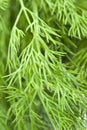 Dill green background