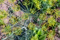 Dill green bushes growing in the garden Royalty Free Stock Photo