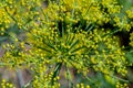 Dill herb bushes growing in the garden Royalty Free Stock Photo