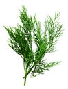 Dill herb isolated on the white