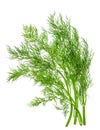 Dill herb leaf isolated on white. food ingredient