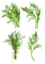 Dill herb leaves isolated on white. Condiment. Food ingredient