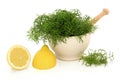 Dill Herb and Lemon