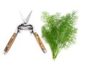 Dill Herb and Secateurs Royalty Free Stock Photo