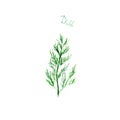 Dill herb spice isolated on white background