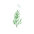 Dill herb spice isolated on white background