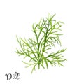 Dill herb watercolor isolated on white background