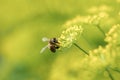 Dill herbs flower with bee macro Royalty Free Stock Photo
