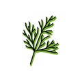 Dill herbs. Vegetable sketch. Color simple icon. Hand drawn vector doodle illustration Royalty Free Stock Photo