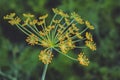 Dill inflorescence on a blurred green background. View on a dill umbrella blooming on high stem on a background of garden