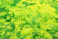 Dill inflorescences blur texture. Yellow dill umbrella on a green background, close up Royalty Free Stock Photo