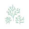 Dill isolated. spicy herb for food. dill branch Vector illustration