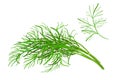 Dill isolated on white background. Royalty Free Stock Photo