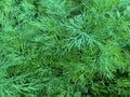 Dill Latin Anethum is a monotypic genus of shortÃ¢â¬âlived annual herbaceous plants of the Umbrella family. The only species is odor Royalty Free Stock Photo