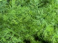 Dill Latin Anethum is a monotypic genus of shortÃ¢â¬âlived annual herbaceous plants of the Umbrella family. The only species is odor Royalty Free Stock Photo