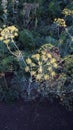 Dill, fennel, dill umbrella, dill pickles