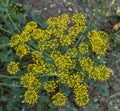 Dill is a monotypic genus of short-lived annual herbaceous plants of the Umbrella family. Dill zone, inflorescence or dill floweri