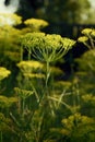 Dill - odorous, annual, herbaceous plant