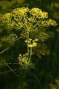 Dill - odorous, annual, herbaceous plant with straight stem Royalty Free Stock Photo