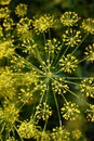 Dill - odorous, annual, herbaceous plant with straight stem Royalty Free Stock Photo