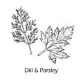 Dill and parsley culinary and aromatic herbs
