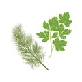 Dill and Parsley, fresh herbs. Healthy and wholesome food