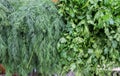 Dill and parsley for sale at city market