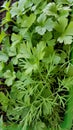 Dill and parsley. Royalty Free Stock Photo