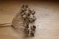 Dill, pepper and leaves of laurel on a wooden cutting board