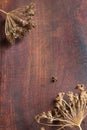 Dill, pepper and leaves of laurel on a wooden cutting board