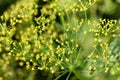 Dill plant Anethum graveolens yellow flowers Royalty Free Stock Photo