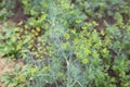 Dill plant with flower close up growing outdoors in soil in garden on garden bed. Organic gardening, farming Royalty Free Stock Photo