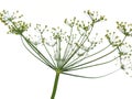 Dill plant flower isolated closeup Royalty Free Stock Photo