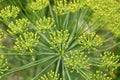 Dill plant