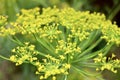 Dill plant